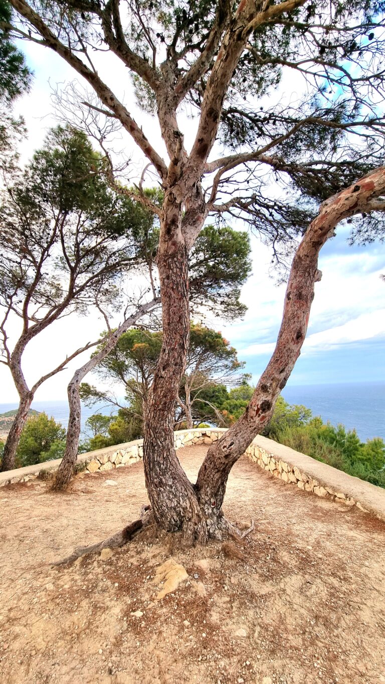 Cap Negre3